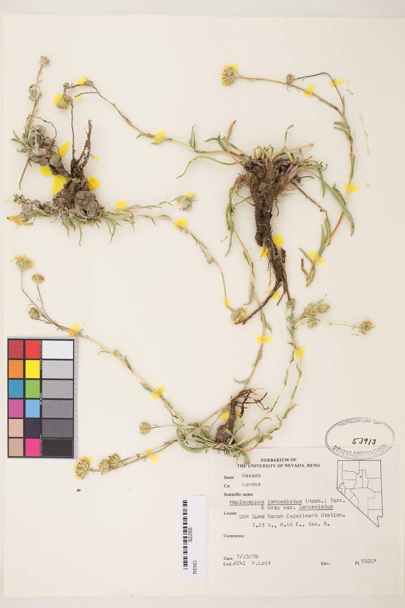 Pyrrocoma subviscosa photo 3