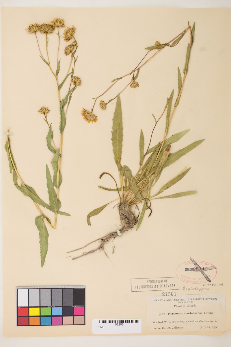 Pyrrocoma subviscosa photo 4