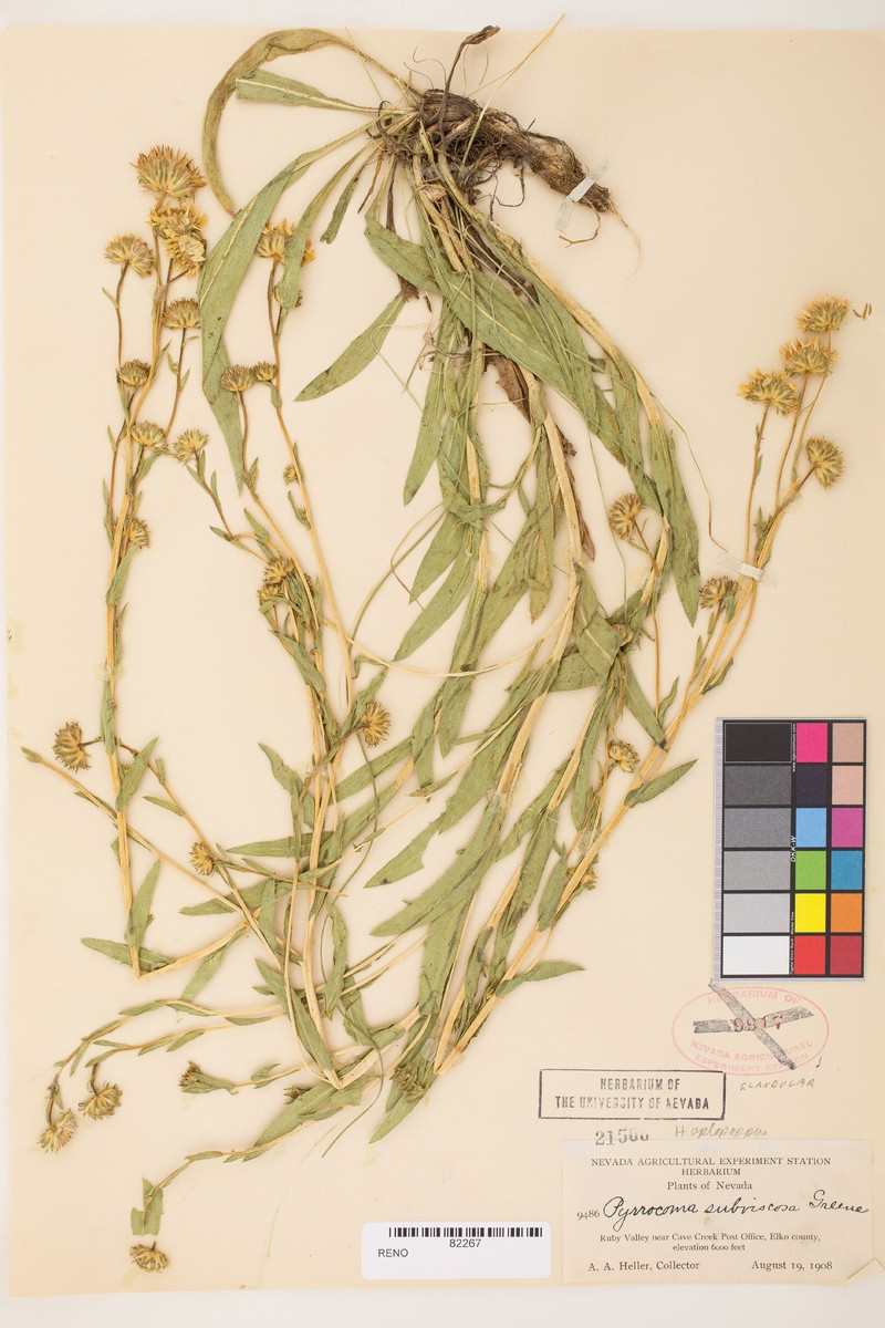 Pyrrocoma subviscosa photo 5