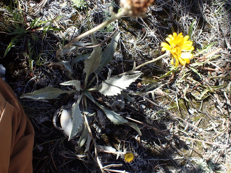 Plantain Goldenweed photo 2