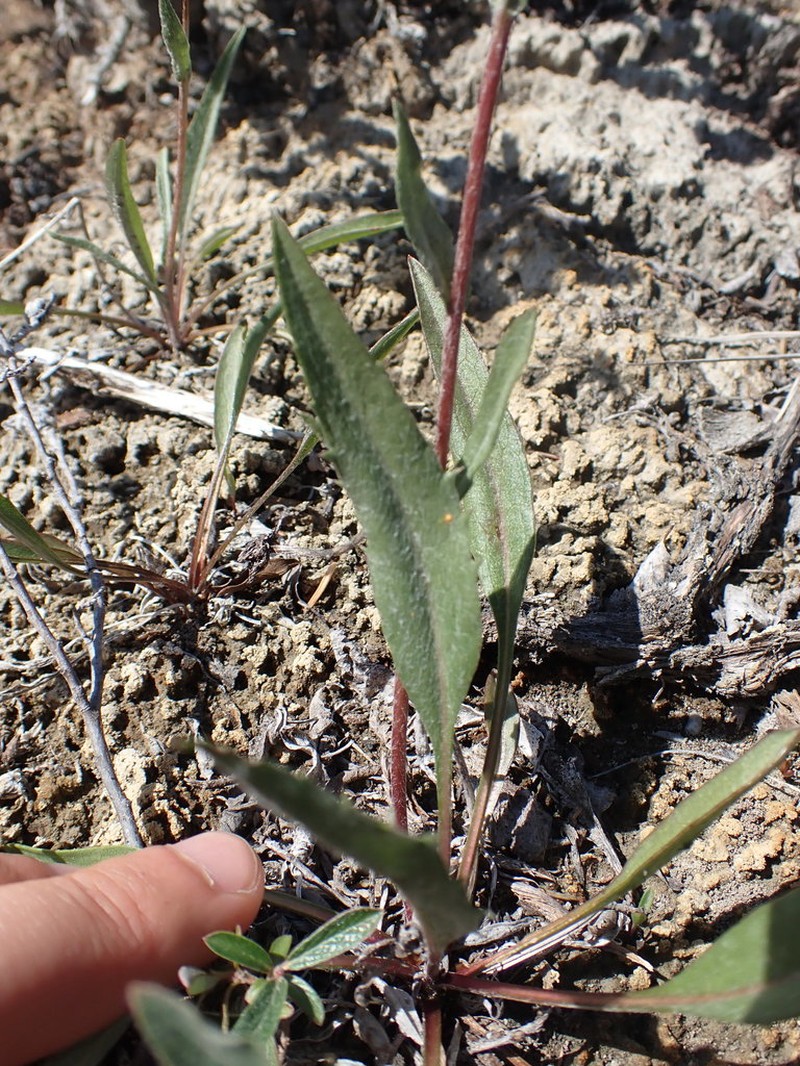 Plantain Goldenweed photo 3