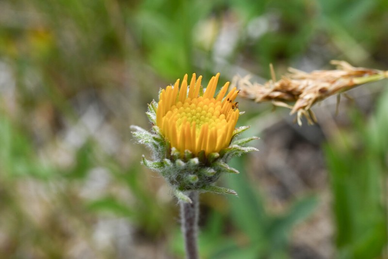 Plantain Goldenweed photo 4
