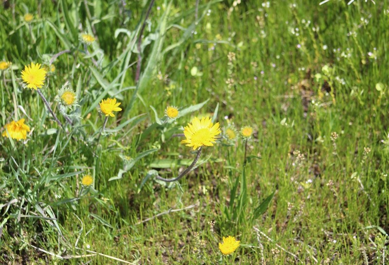 Plantain Goldenweed photo 5
