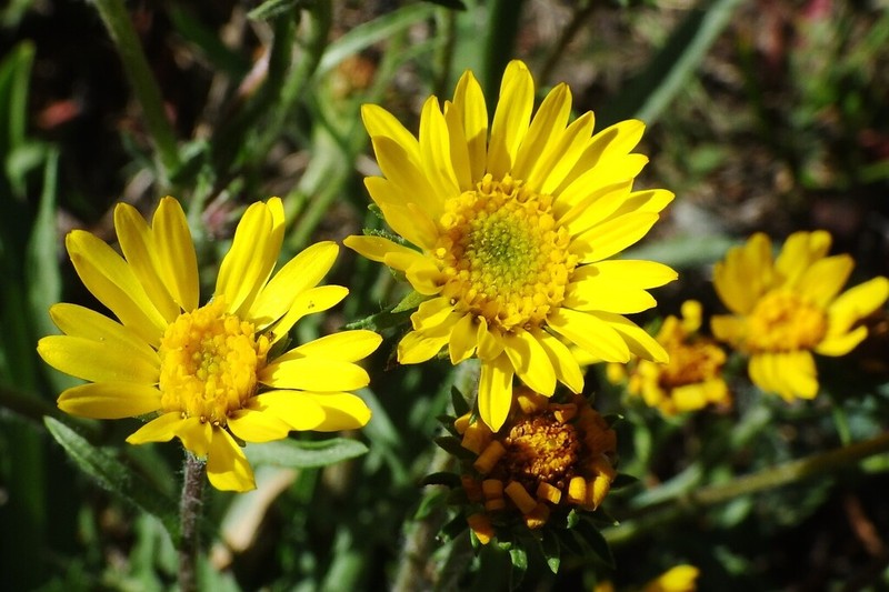 Plantain Goldenweed photo 6
