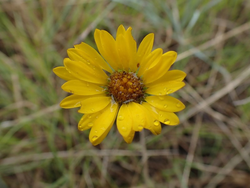 Plantain Goldenweed photo 7