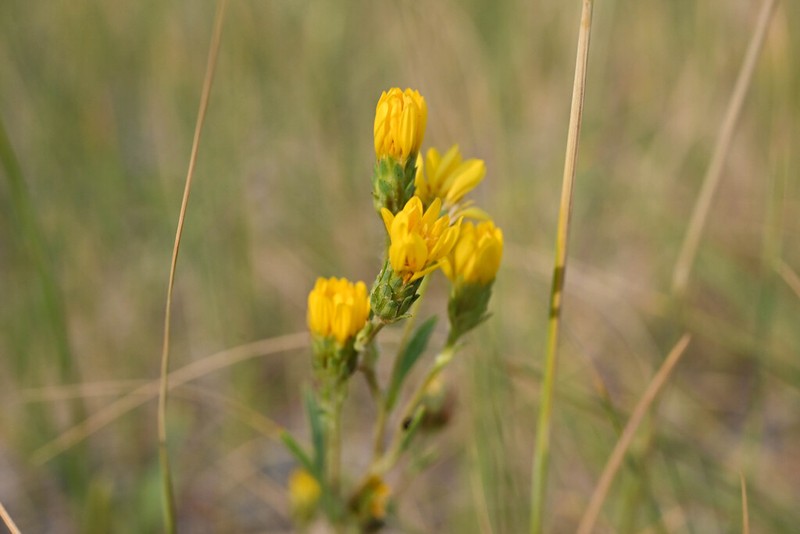 Pyrrocoma vaseyi