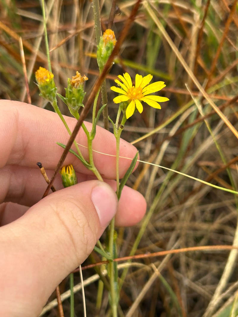 Pyrrocoma vaseyi photo 2
