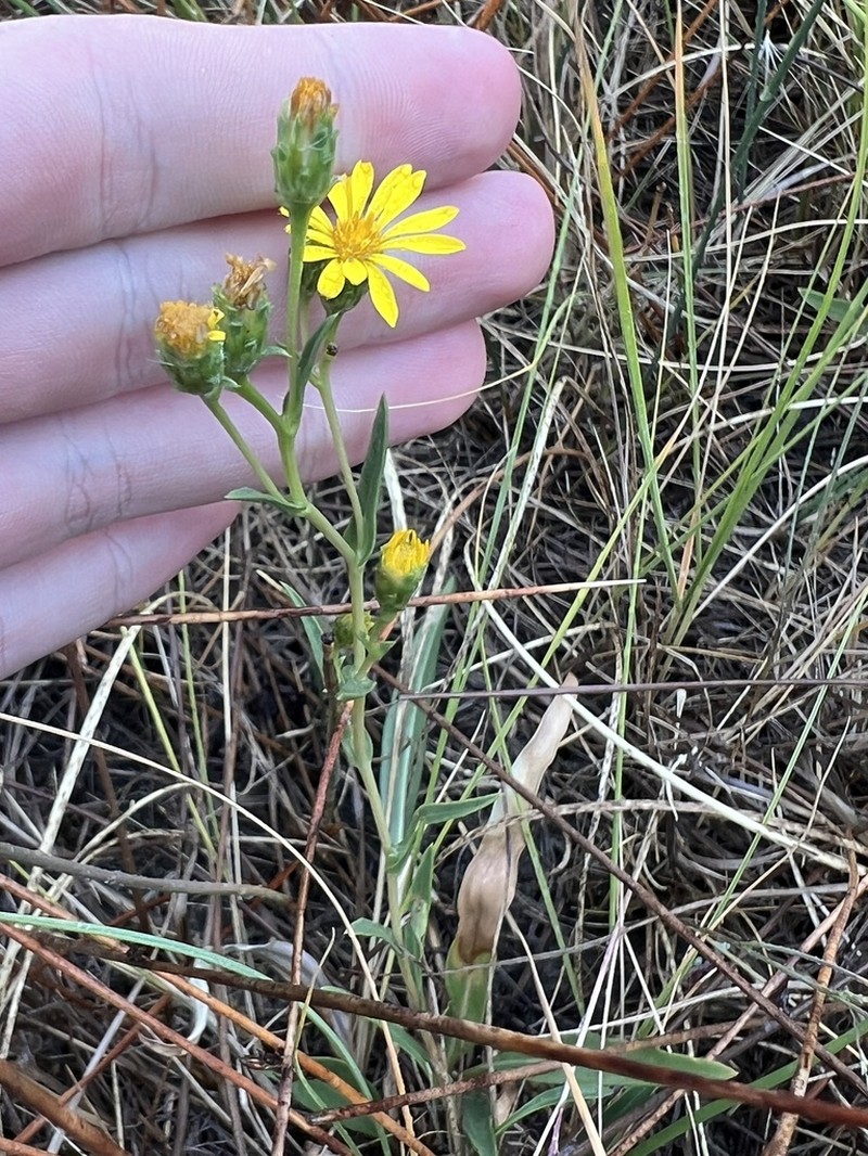 Pyrrocoma vaseyi photo 3