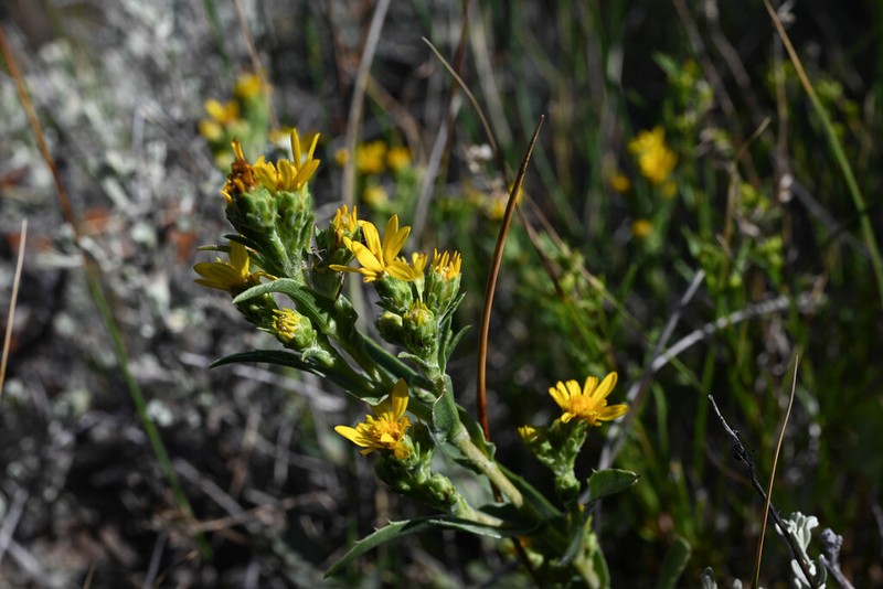 Pyrrocoma vaseyi photo 4