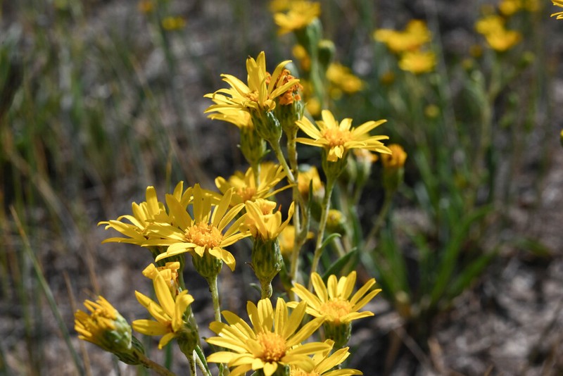 Pyrrocoma vaseyi photo 6
