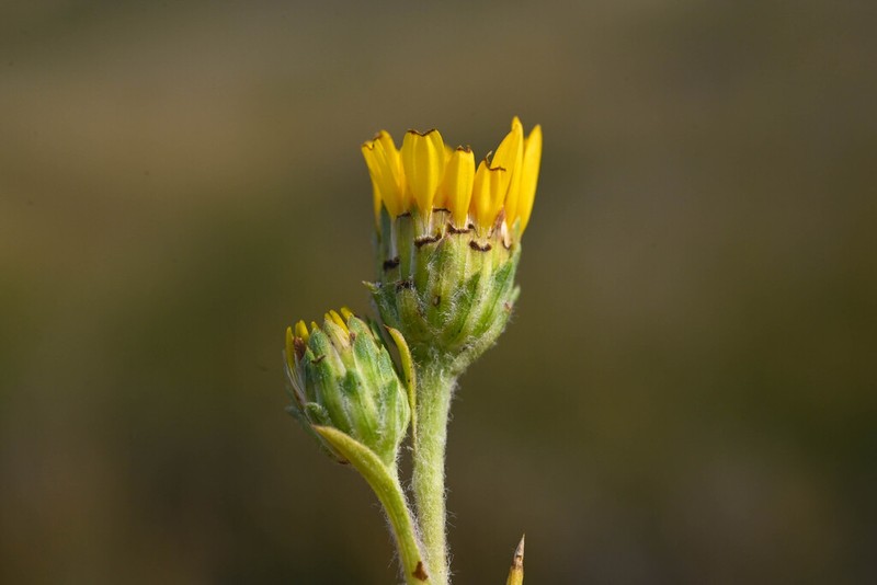 Pyrrocoma vaseyi photo 7