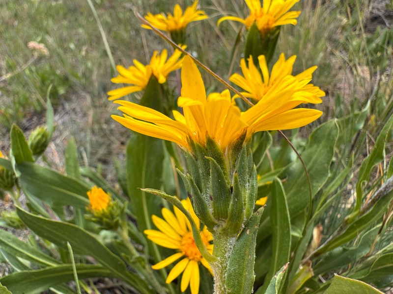 Pyrrocoma wyethiana photo 2