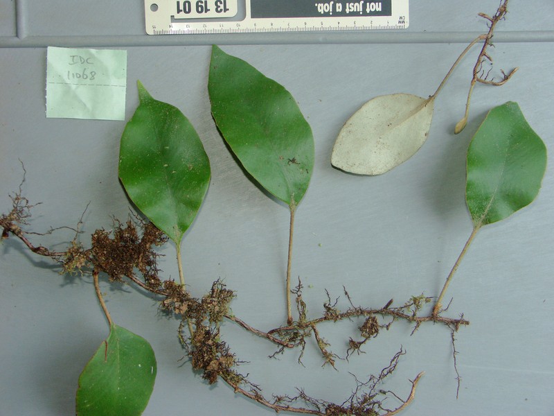 Pyrrosia abbreviata