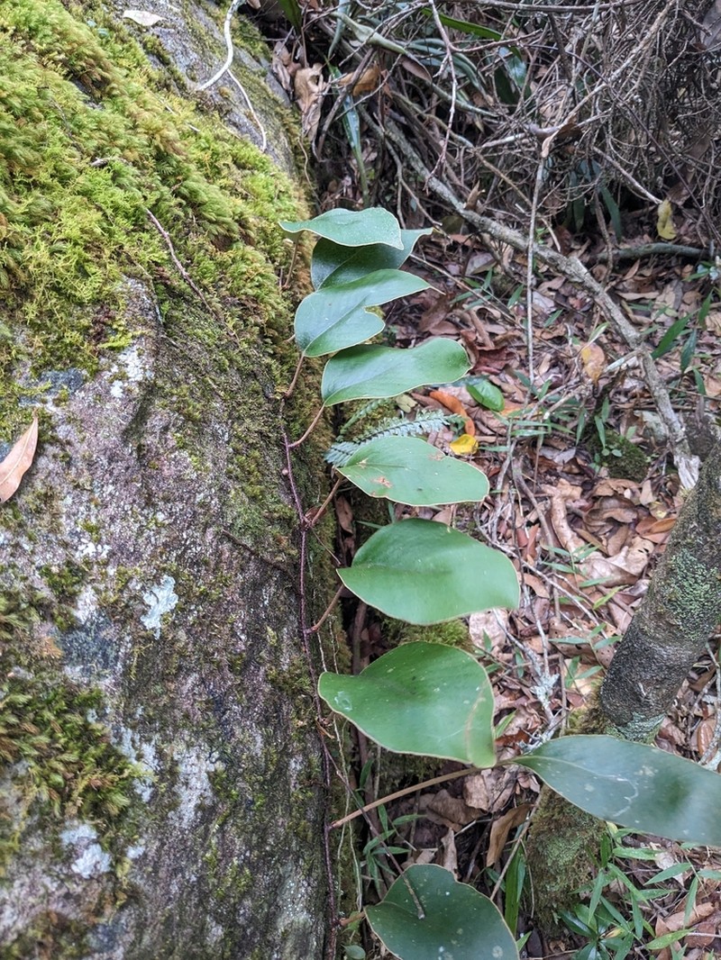 Pyrrosia abbreviata photo 2
