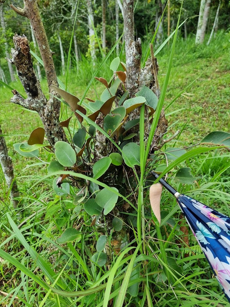 Pyrrosia abbreviata photo 3