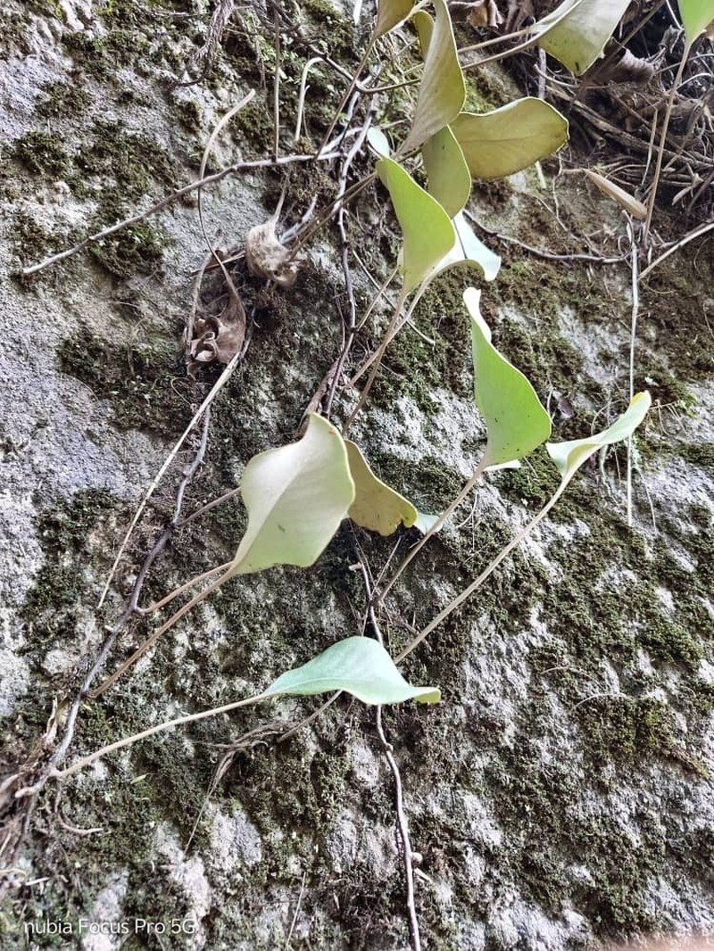 Pyrrosia abbreviata photo 4