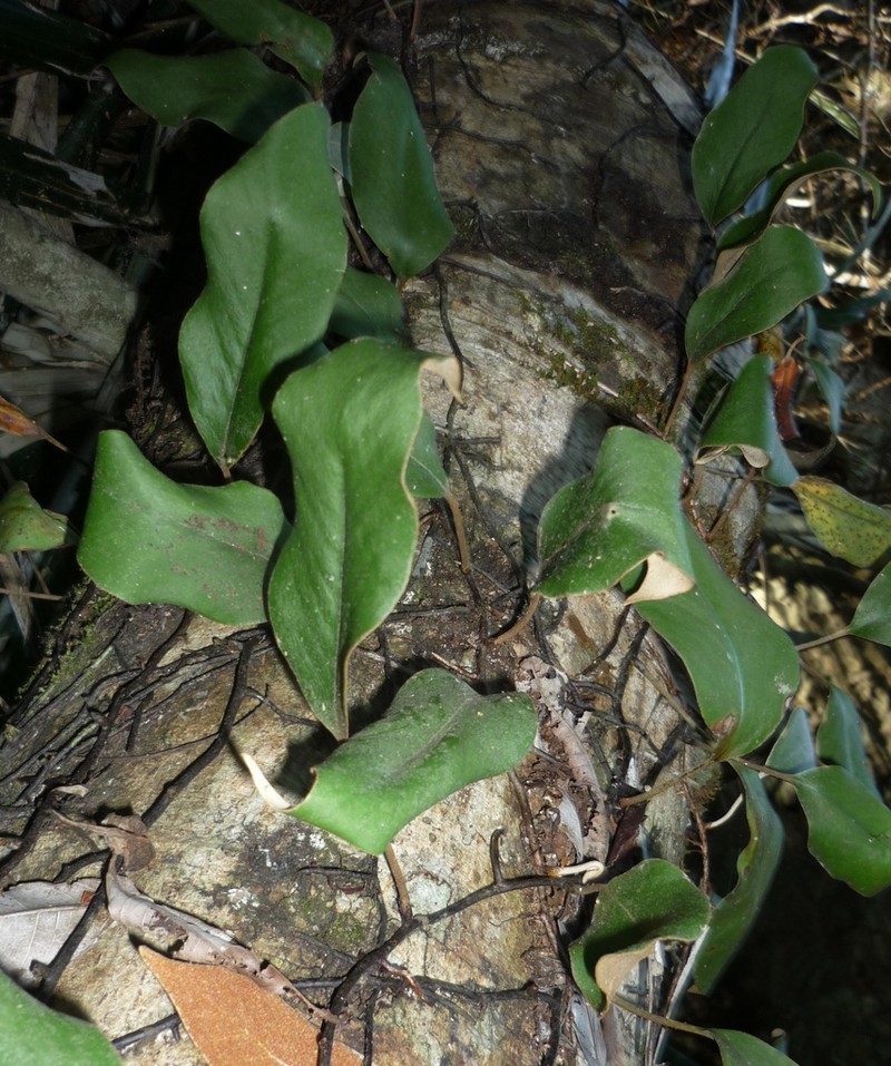 Pyrrosia abbreviata photo 5