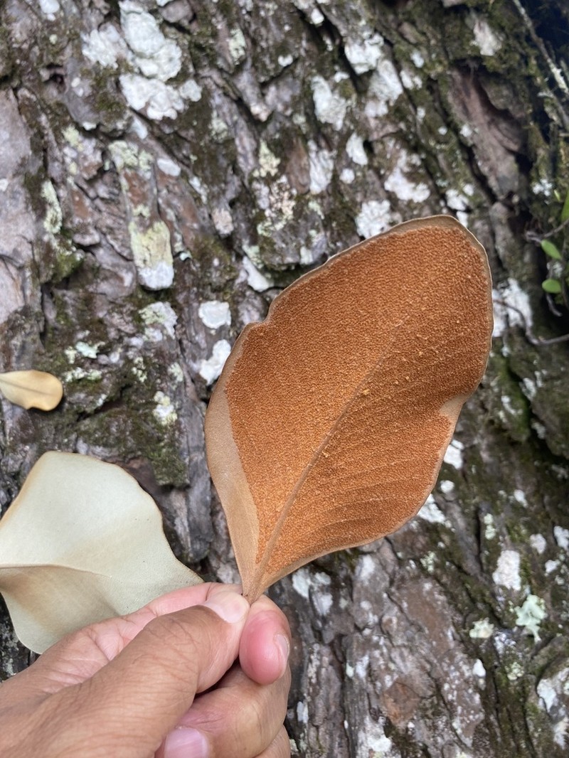 Pyrrosia abbreviata photo 6