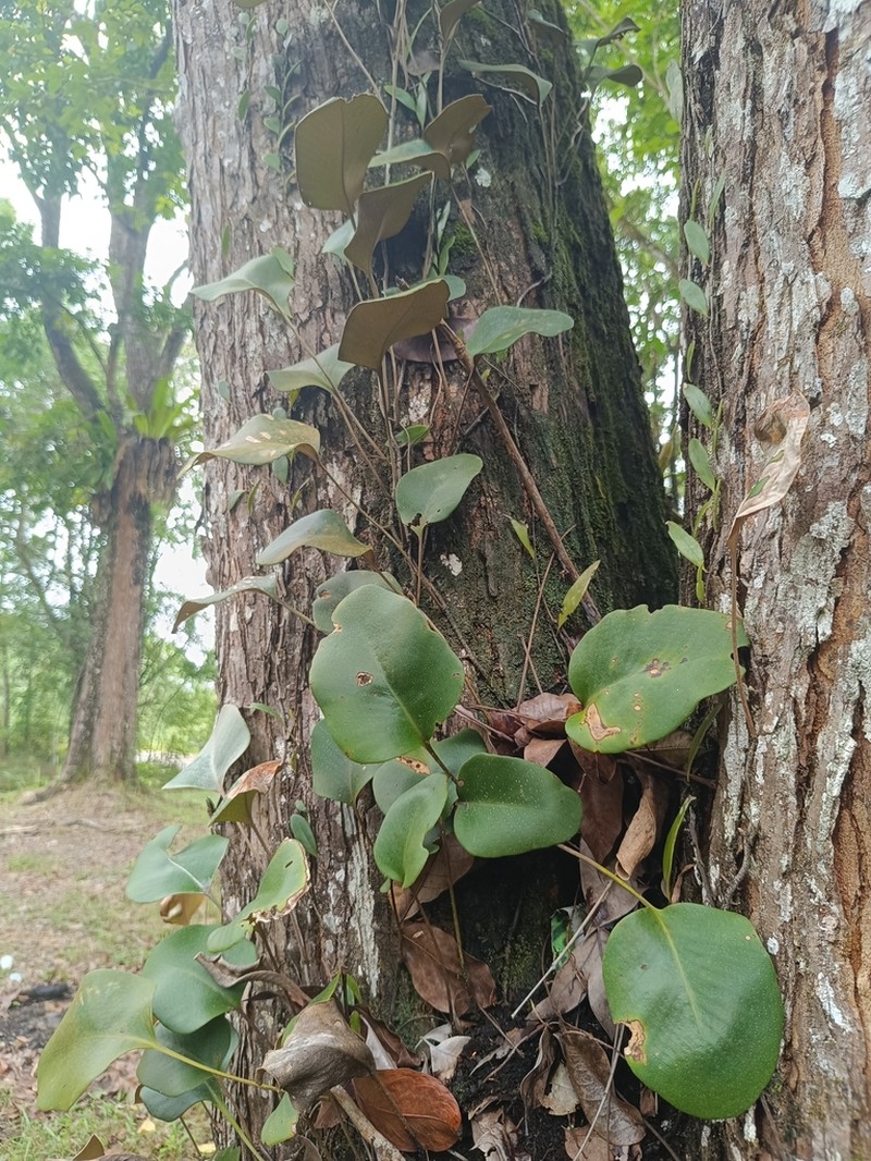 Pyrrosia abbreviata photo 7