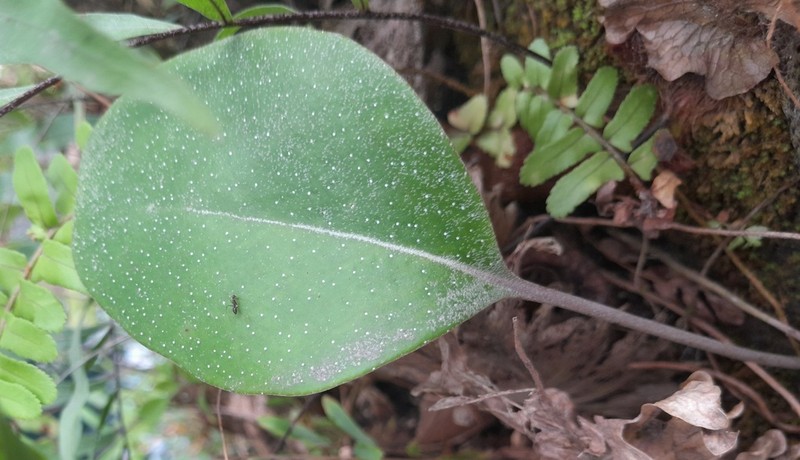 Pyrrosia abbreviata photo 8