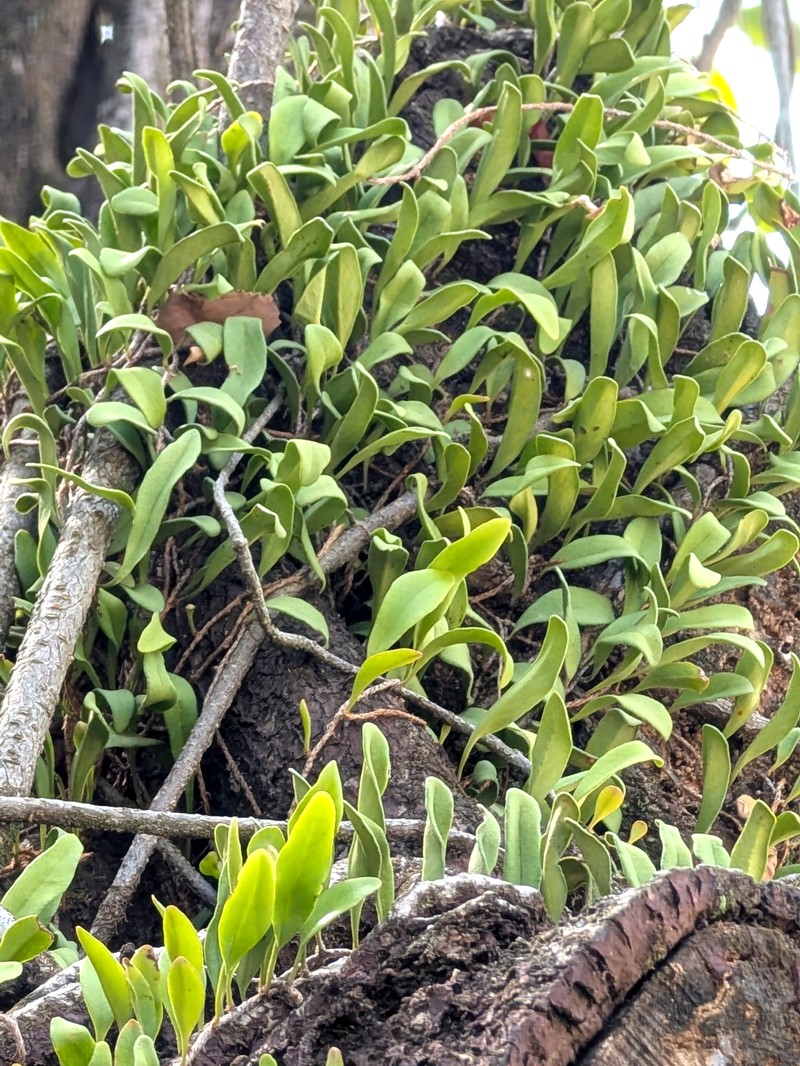 Pyrrosia adnascens