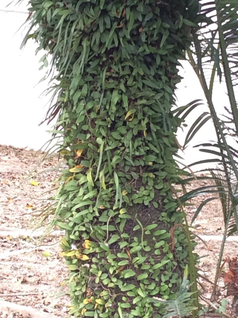 Pyrrosia adnascens photo 3