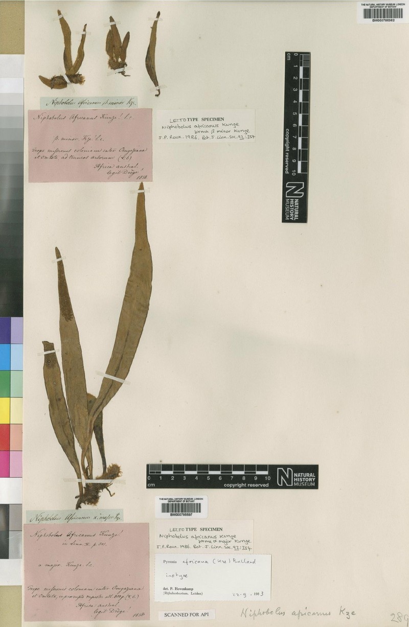 Pyrrosia africana