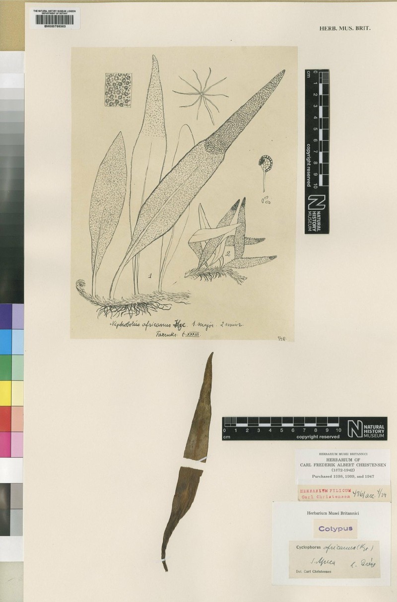 Pyrrosia africana photo 3