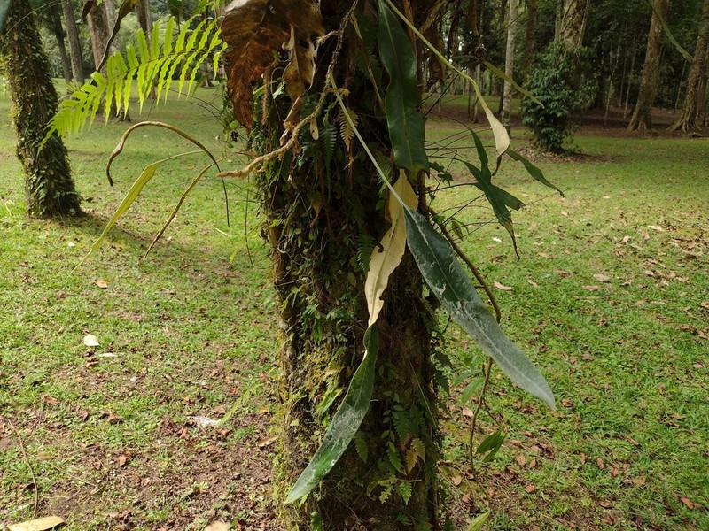 Pyrrosia albicans photo 2