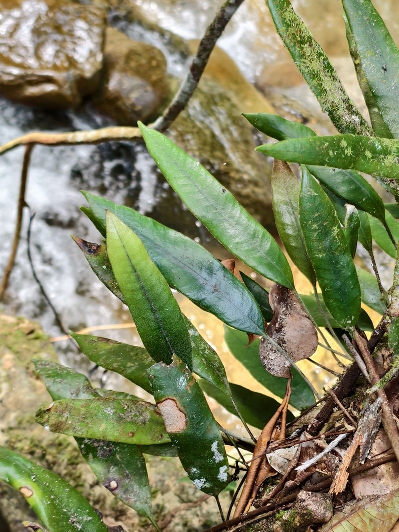 Pyrrosia angustata photo 2