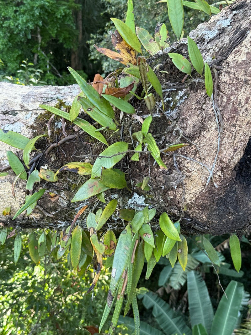 Pyrrosia angustata photo 3