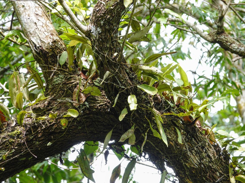 Pyrrosia angustata photo 4