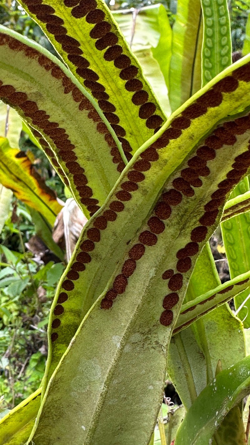 Pyrrosia angustata photo 6