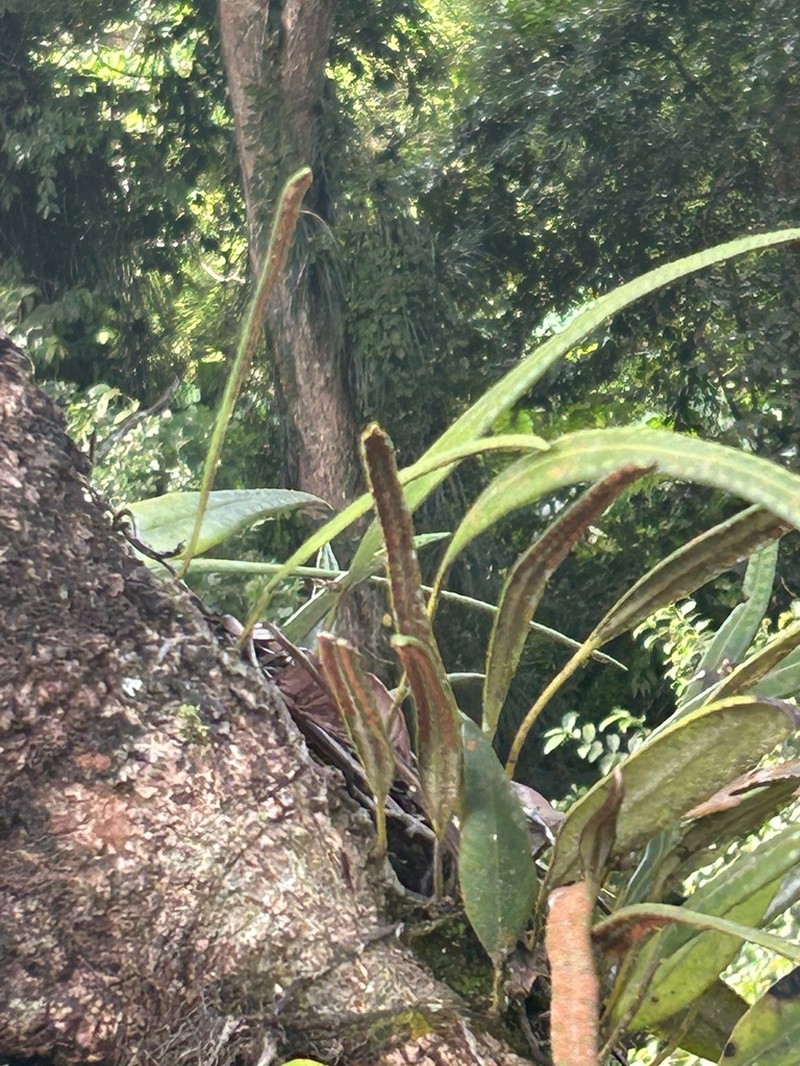 Pyrrosia angustata photo 7