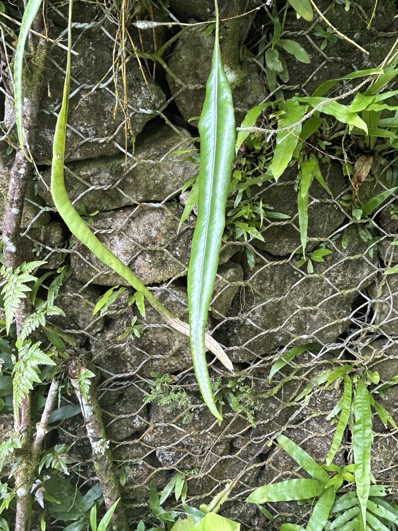 Pyrrosia angustata photo 8