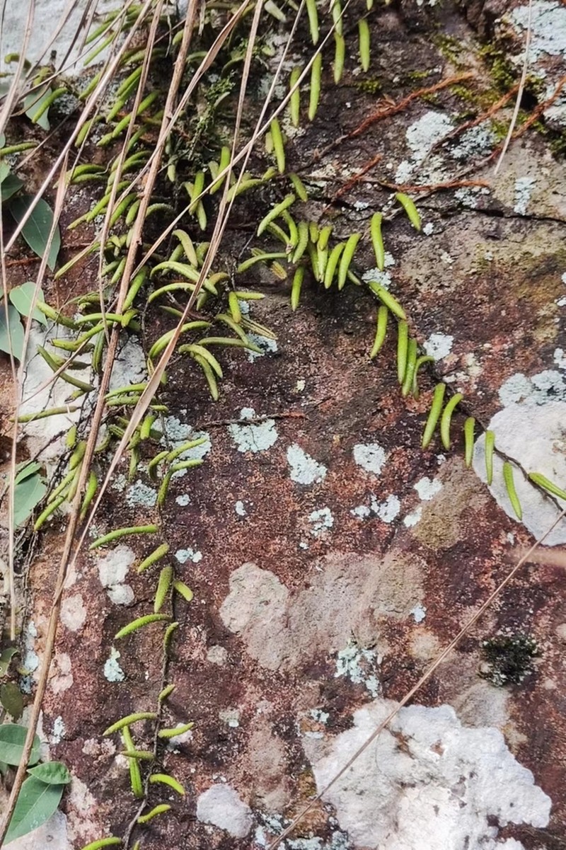 Pyrrosia angustissima