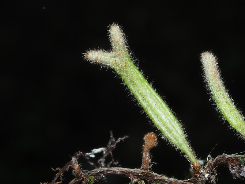 Pyrrosia angustissima photo 2