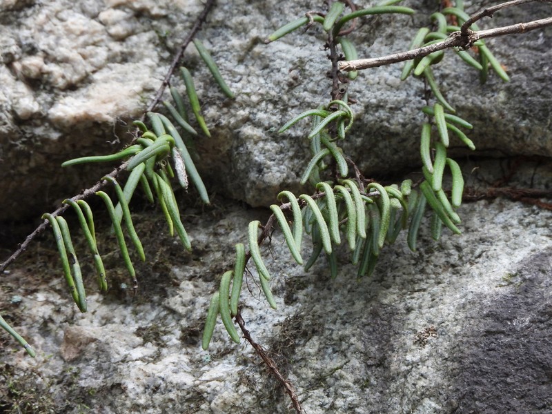Pyrrosia angustissima photo 4