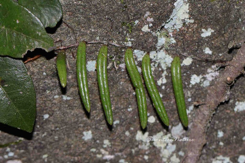 Pyrrosia angustissima photo 5