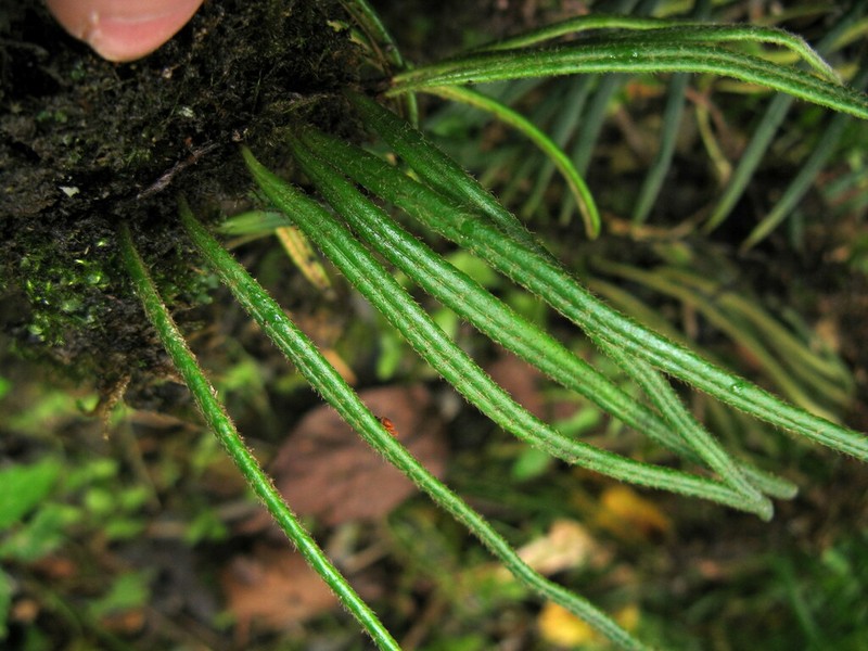 Pyrrosia angustissima photo 6