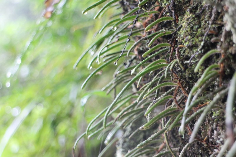 Pyrrosia angustissima photo 7