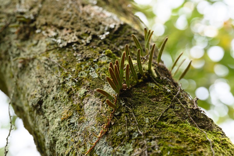 Pyrrosia angustissima photo 8