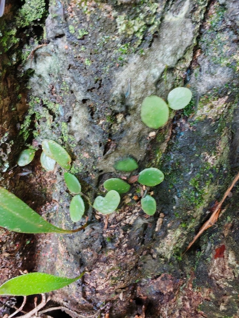 Pyrrosia assimilis photo 2