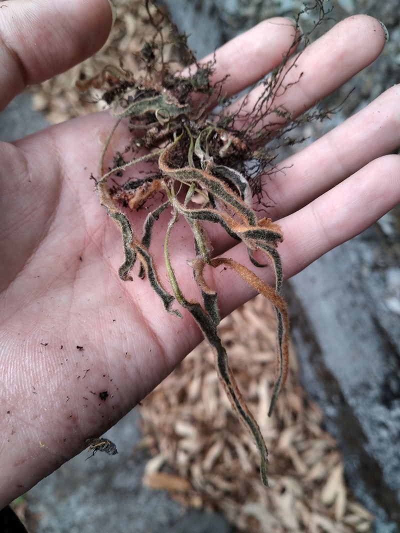 Pyrrosia assimilis photo 3