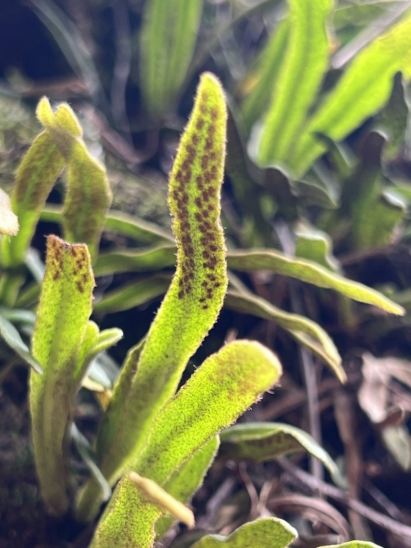 Pyrrosia assimilis photo 4