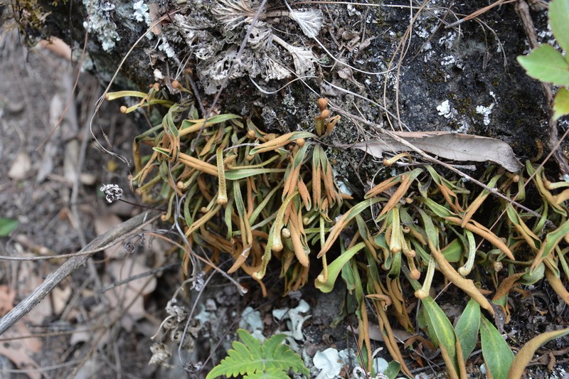Pyrrosia assimilis photo 6