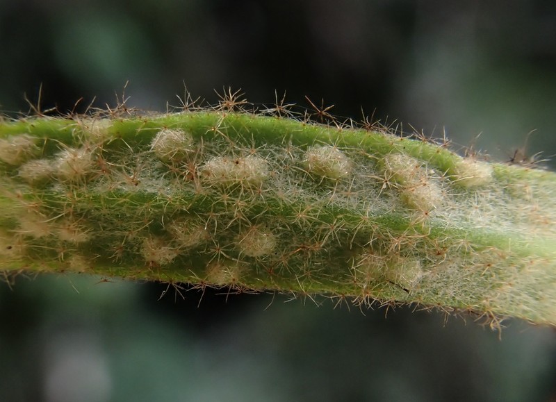 Pyrrosia assimilis photo 7