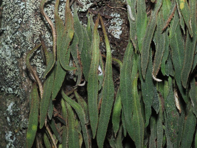 Pyrrosia assimilis photo 8