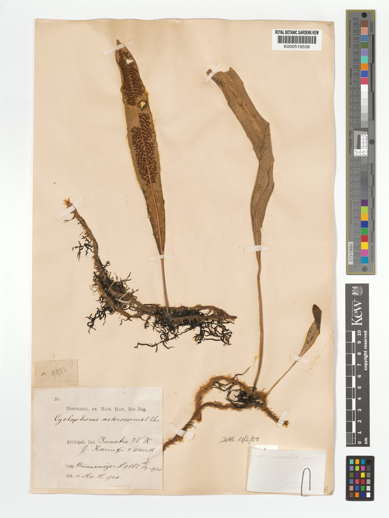 Pyrrosia asterosora