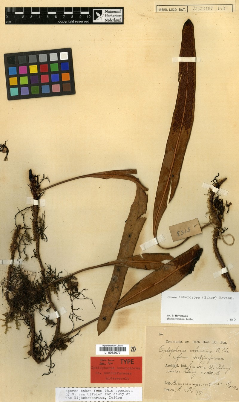 Pyrrosia asterosora photo 2